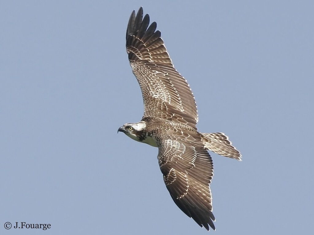 Osprey