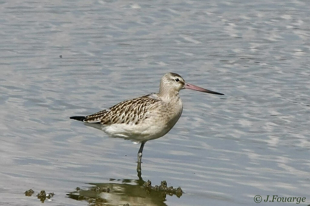 Bar-tailed Godwit