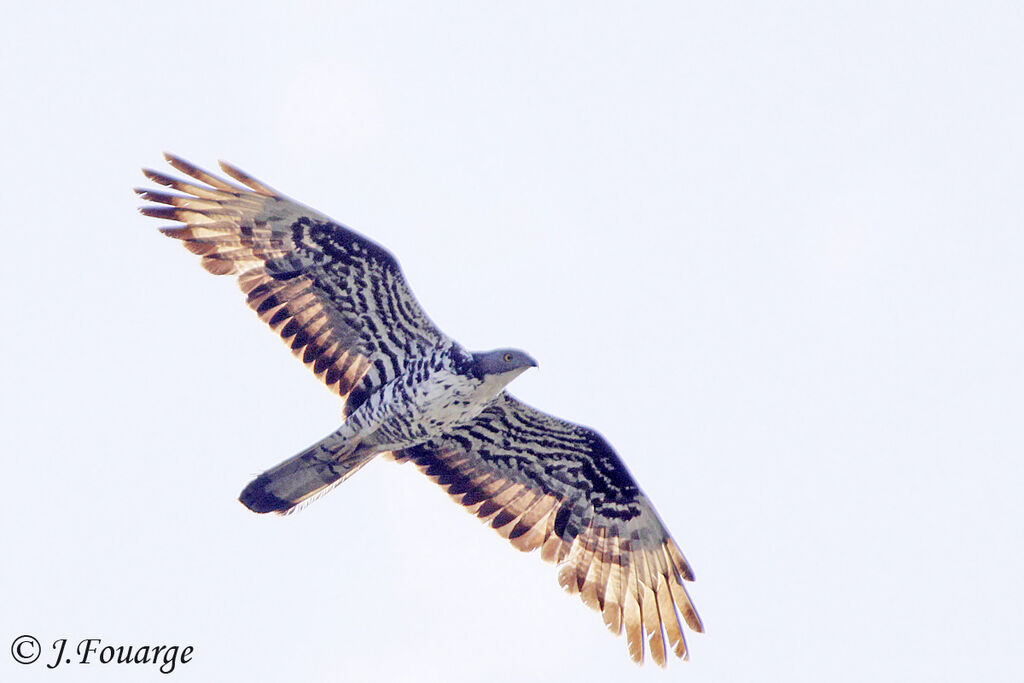 European Honey Buzzard