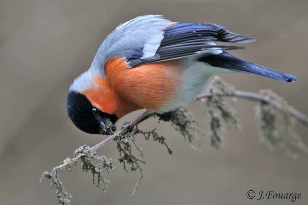 Eurasian Bullfinch