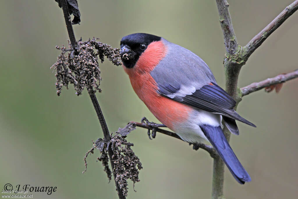 Eurasian Bullfinch male adult, pigmentation, feeding habits, Behaviour