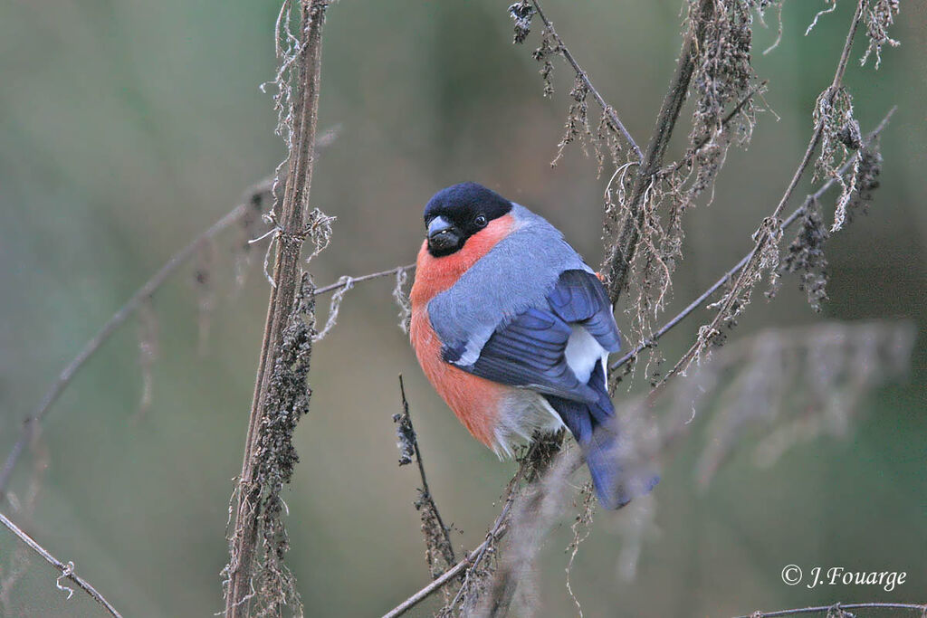 Eurasian Bullfinch male