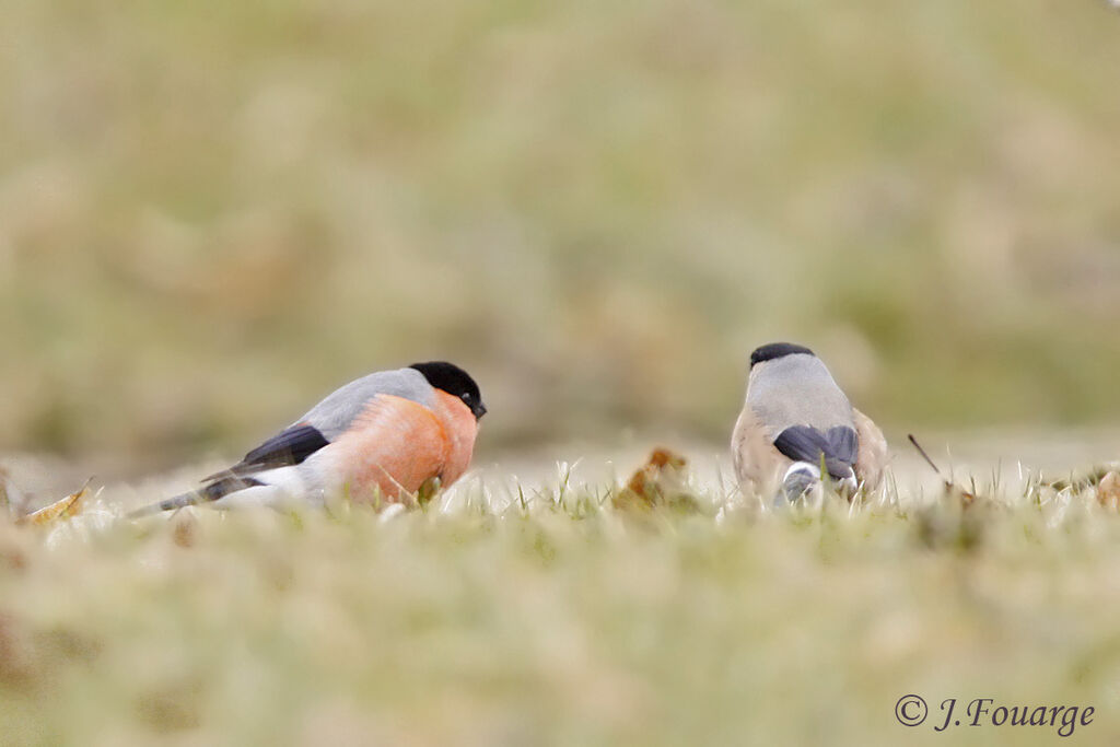 Eurasian Bullfinch adult, identification, feeding habits, Behaviour