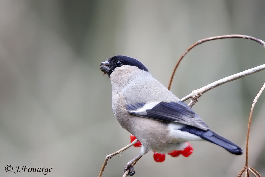 Eurasian Bullfinch female, identification, feeding habits