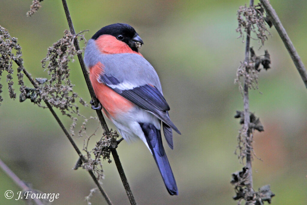 Eurasian Bullfinch male adult, identification, feeding habits, Behaviour