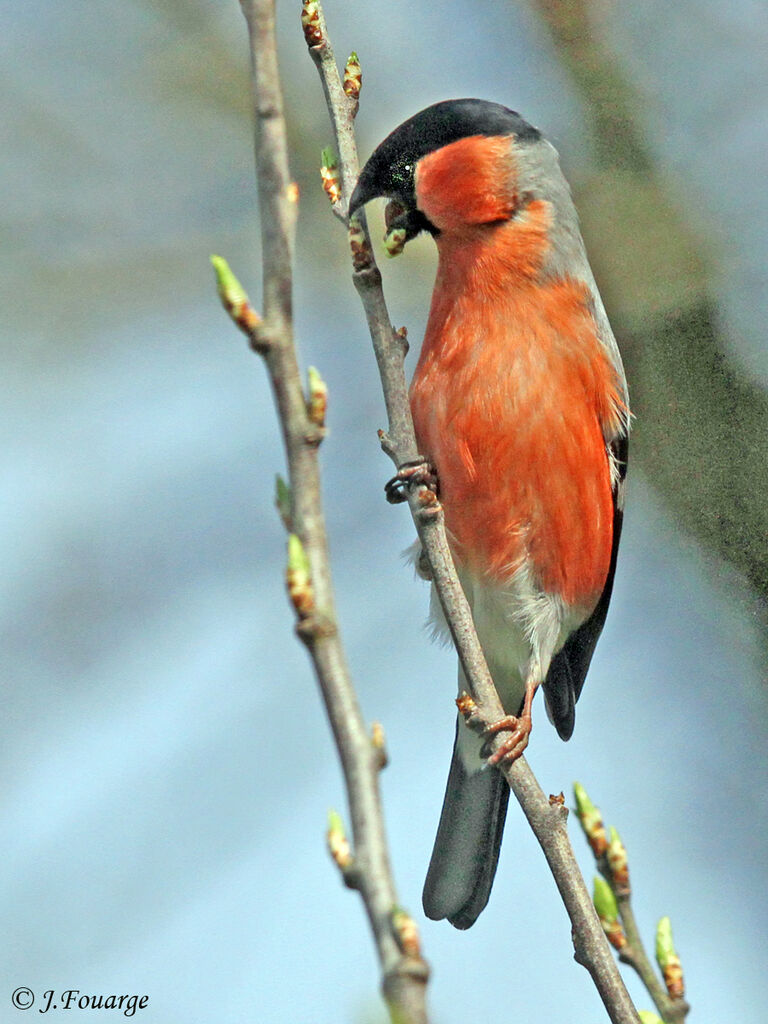 Eurasian Bullfinch male adult, identification, feeding habits, Behaviour