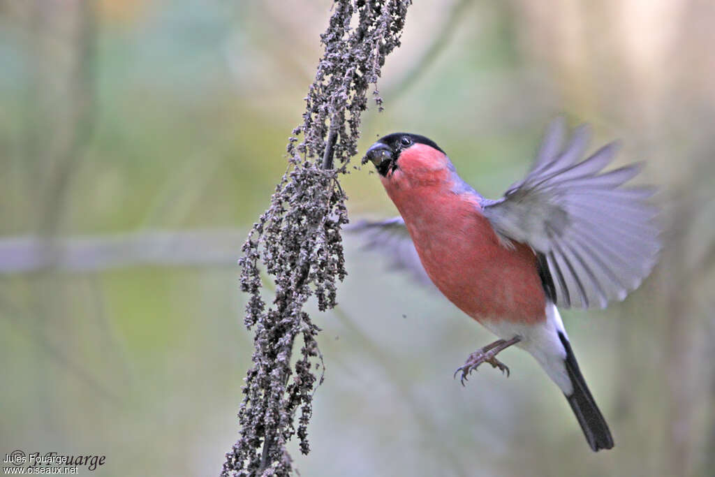 Eurasian Bullfinch male adult, identification, pigmentation, Flight, feeding habits, Behaviour