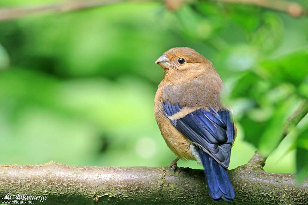 Eurasian Bullfinchjuvenile, identification, pigmentation