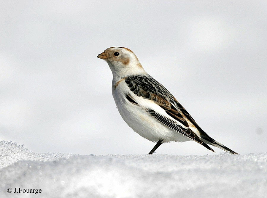Bruant des neiges