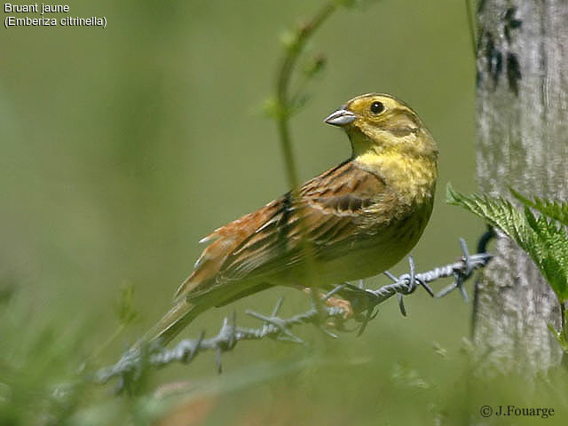 Yellowhammer