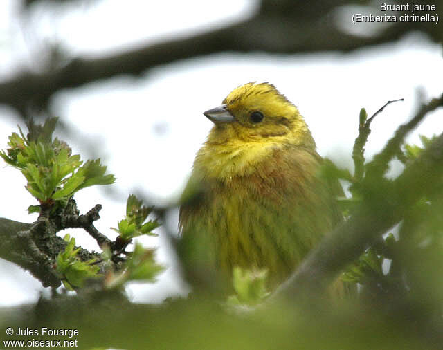 Yellowhammer