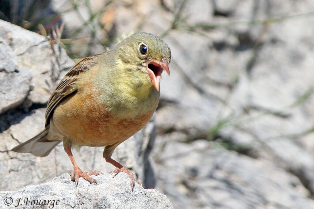 Bruant ortolan mâle adulte, identification