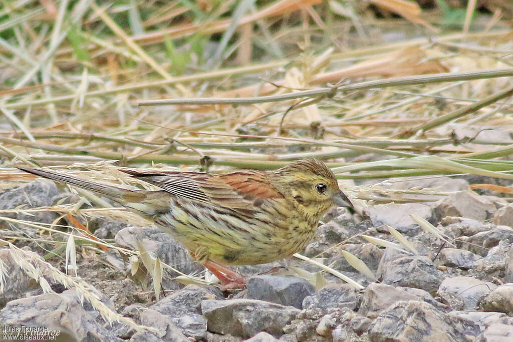 Bruant zizi femelle adulte, habitat, camouflage, pigmentation, pêche/chasse, mange
