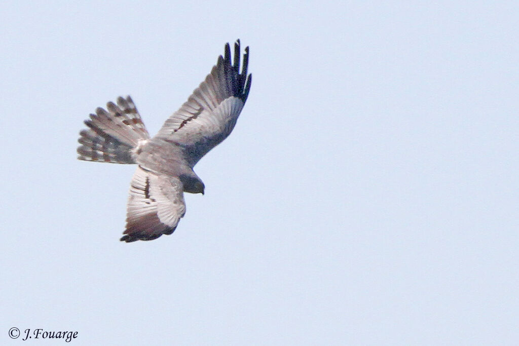 Montagu's Harrier male adult, Flight