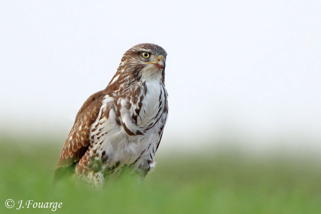 Buse variable, identification, Comportement