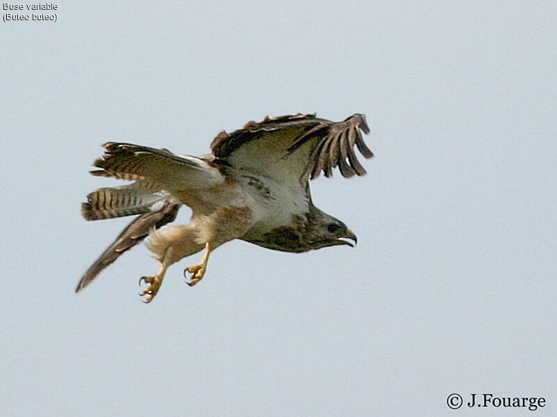 Buse variable