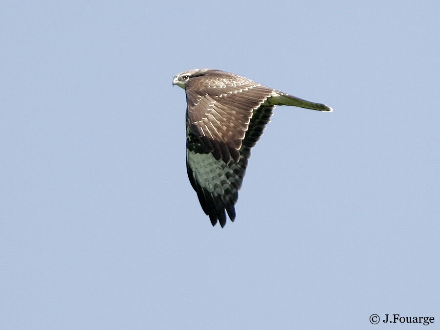 Buse variable