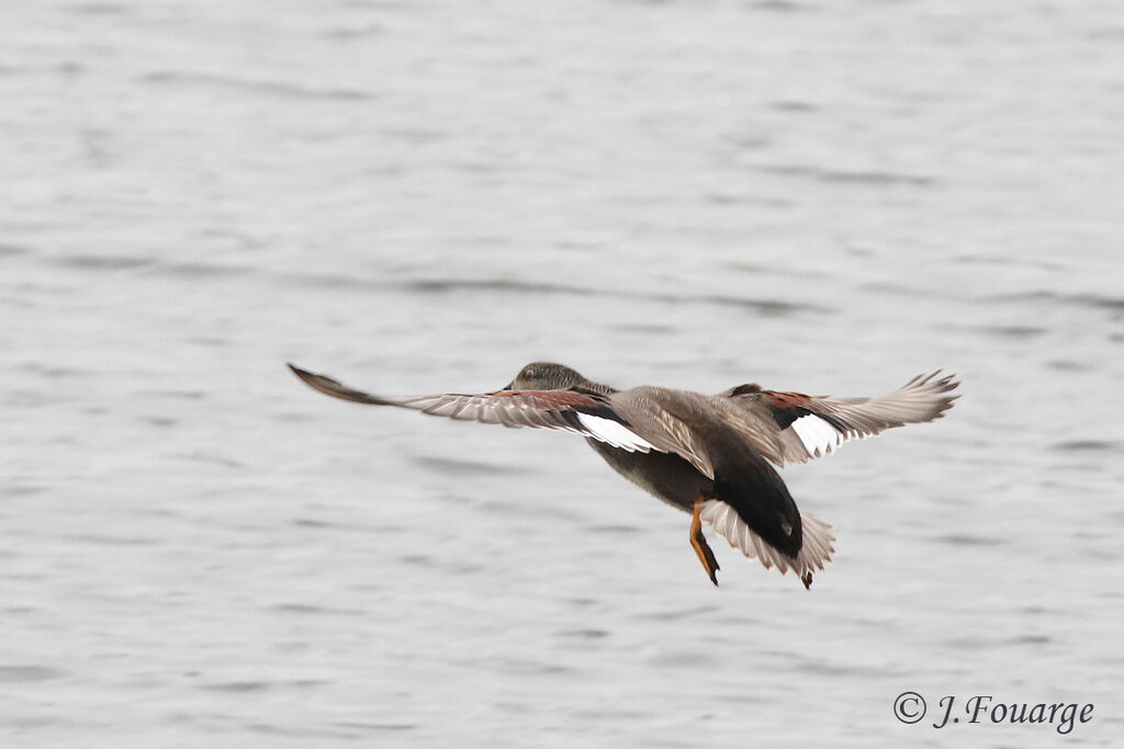 Canard chipeauadulte, Vol