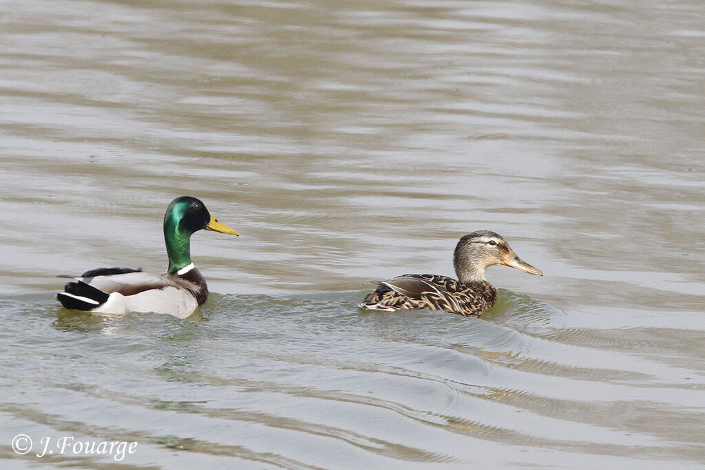 Canard colvert , identification