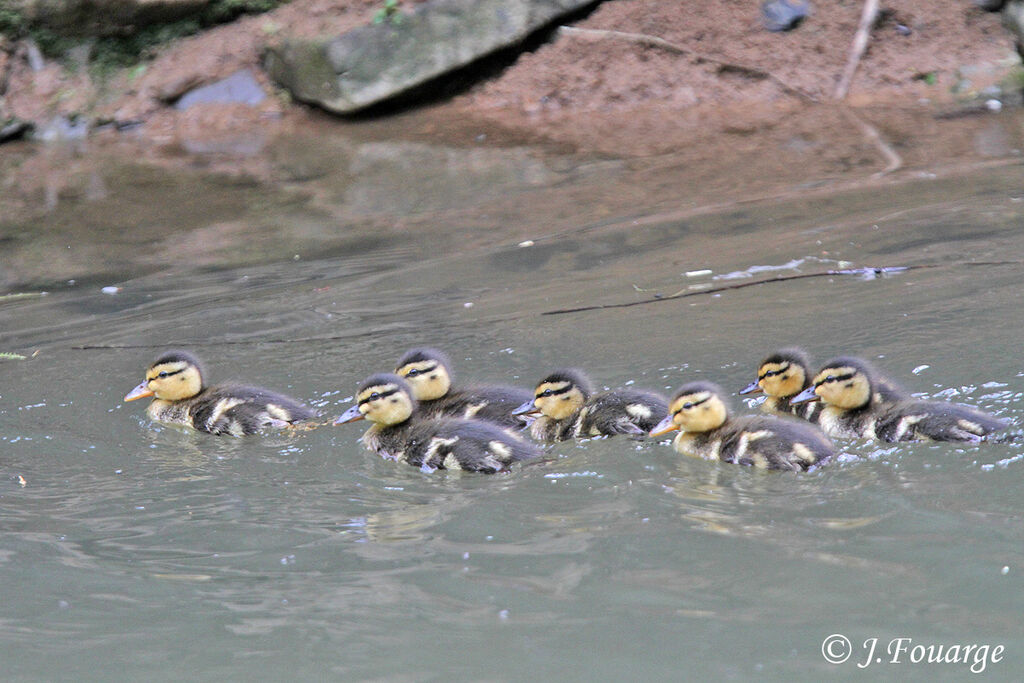 Canard colvertjuvénile, Nidification, Comportement