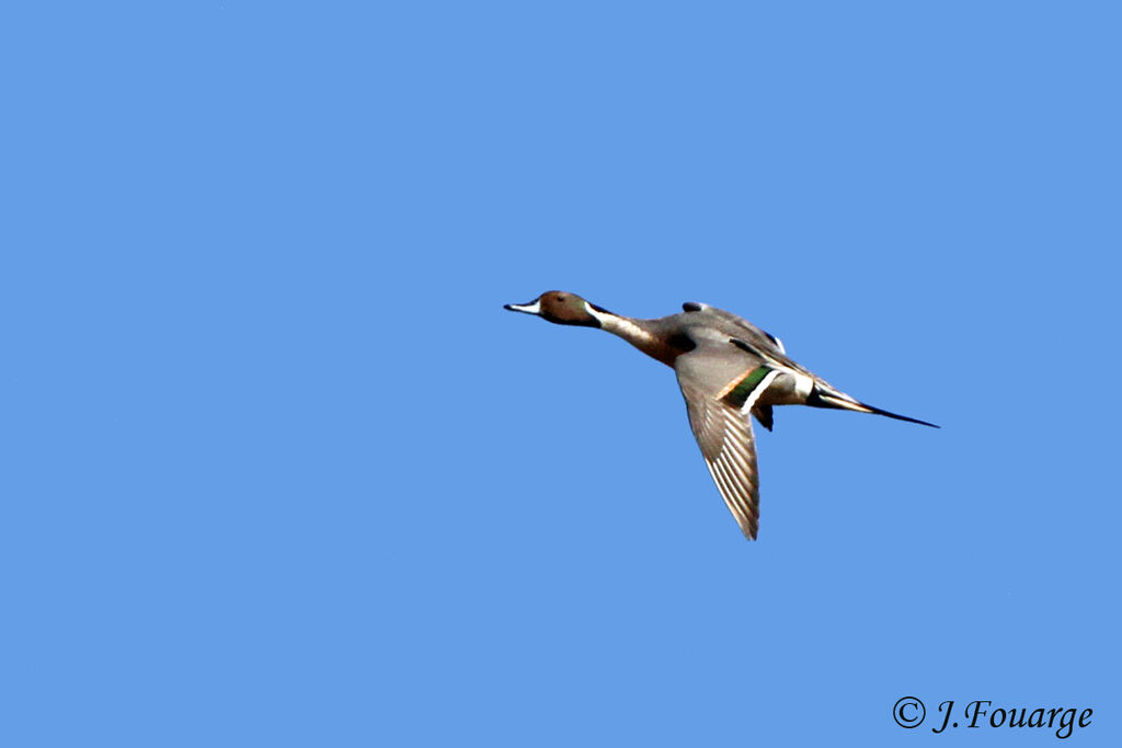 Canard pilet mâle, Vol