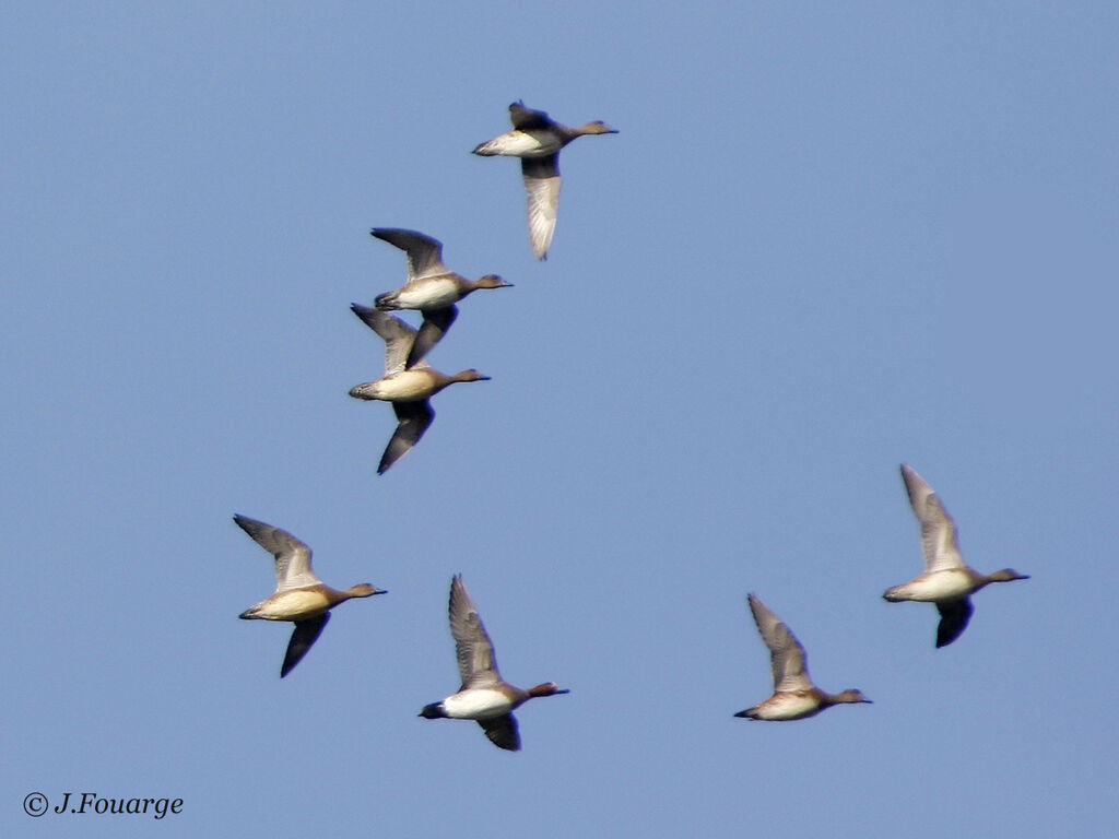 Canard siffleur 