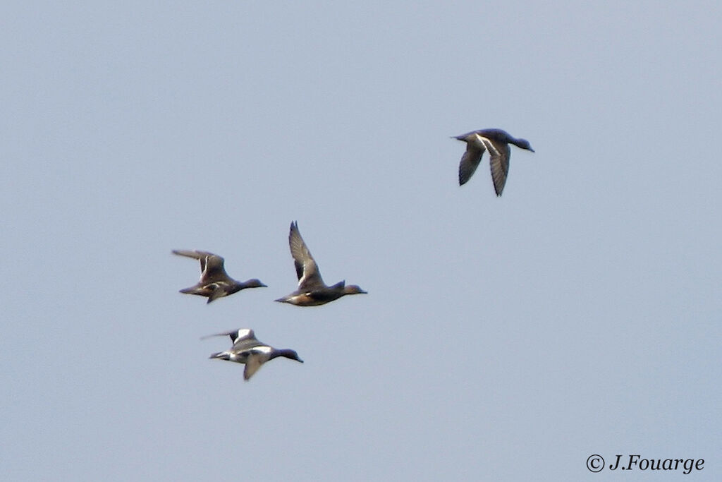 Canard siffleur 