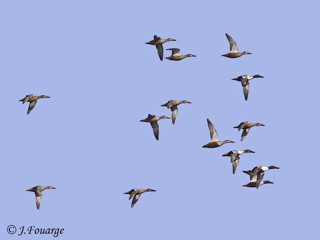 Canard souchet, Vol