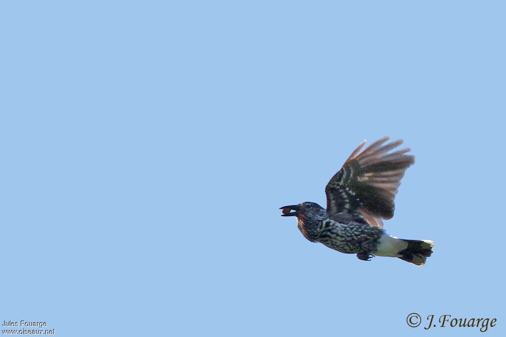 Northern Nutcrackeradult, Flight, feeding habits, Behaviour