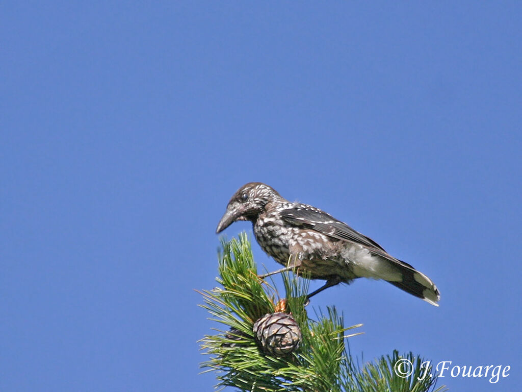 Northern Nutcracker, identification, feeding habits
