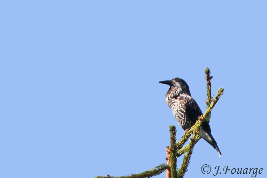 Northern Nutcracker, identification, Behaviour