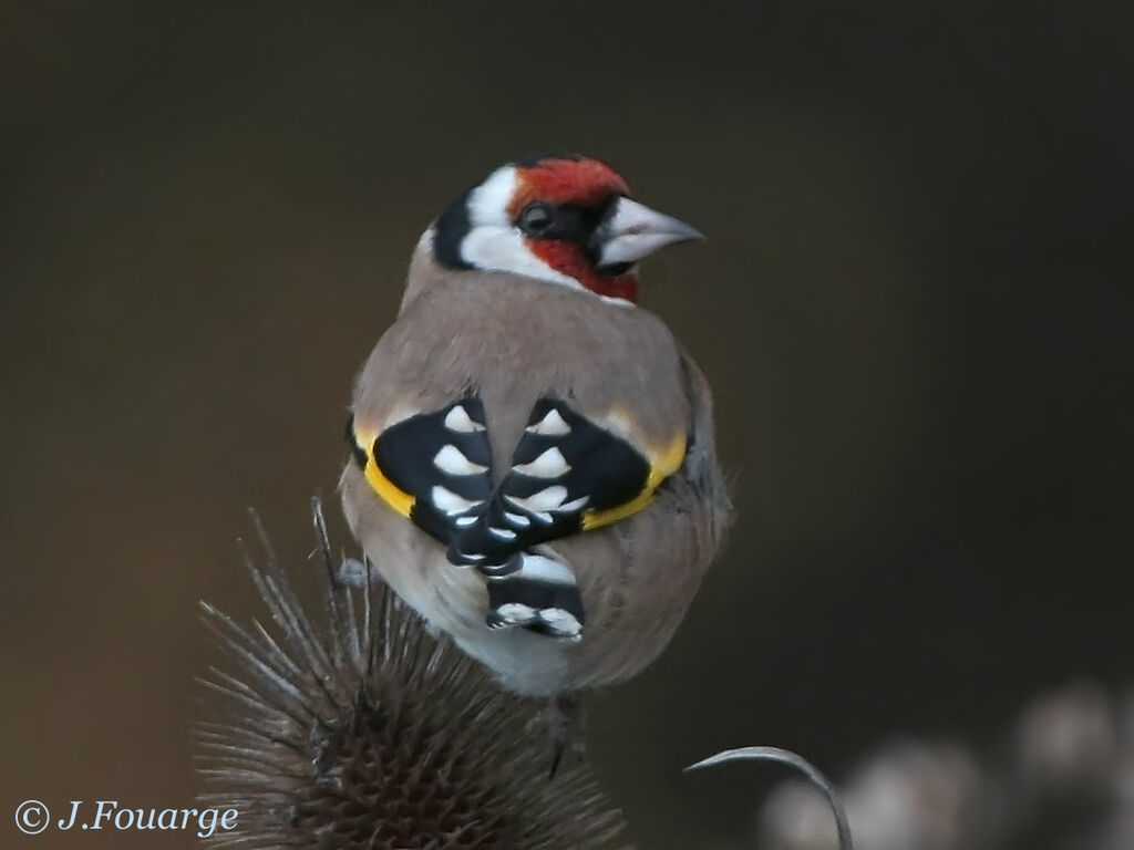 Chardonneret élégant mâle adulte
