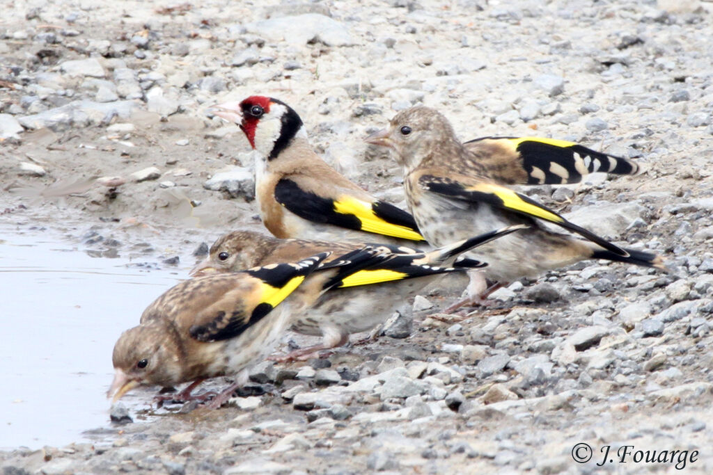 Chardonneret élégant, identification, Comportement