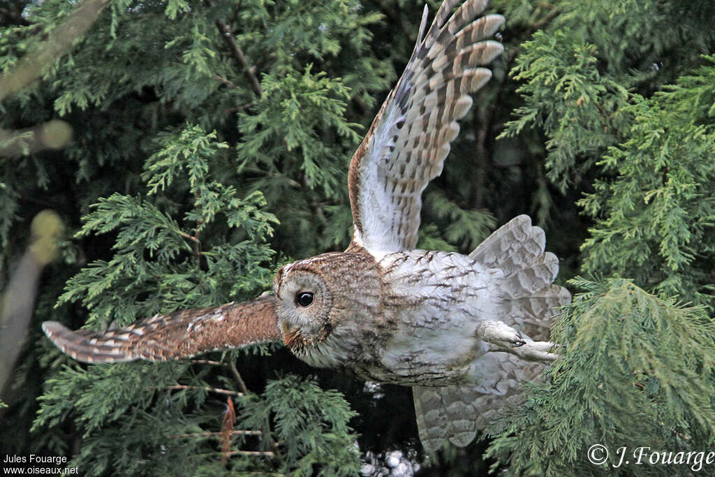 Tawny Owladult, Flight