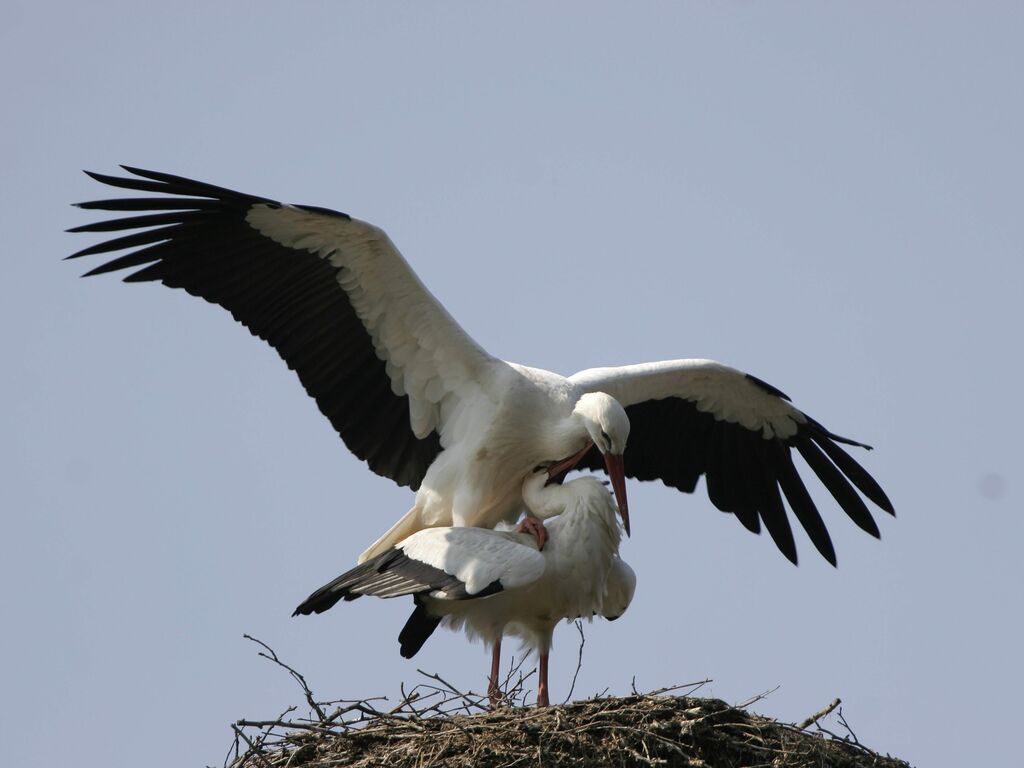 White Stork adult