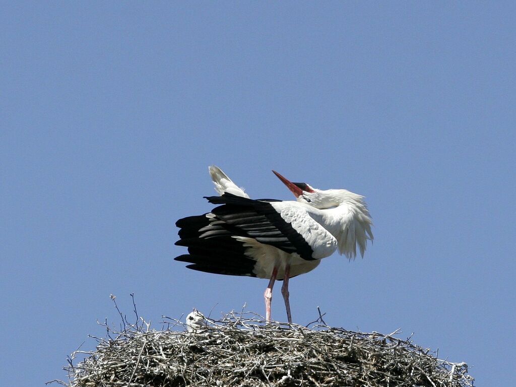 Cigogne blancheadulte