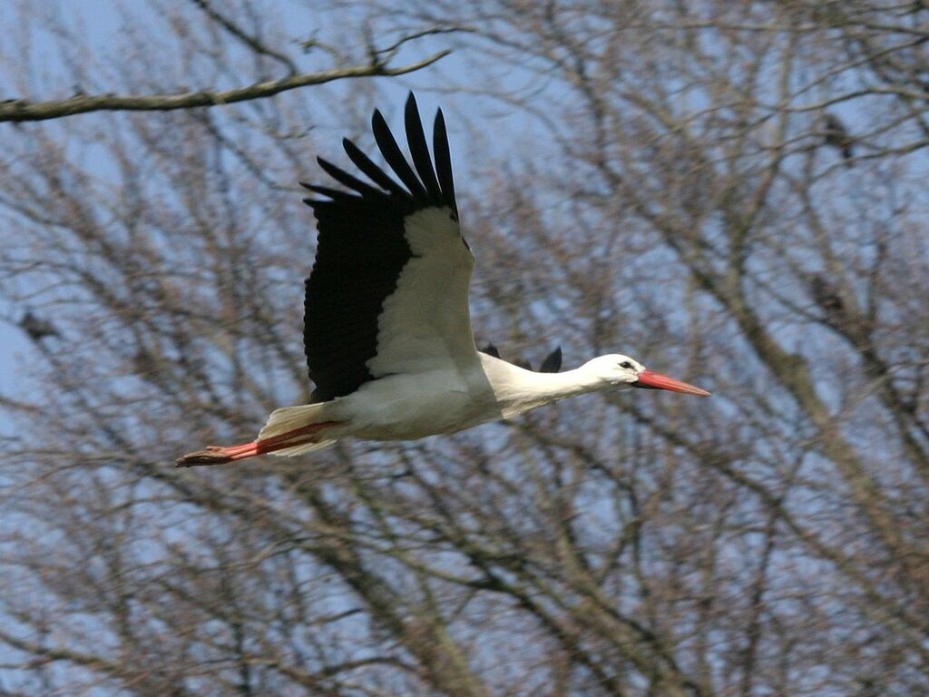 White Storkadult