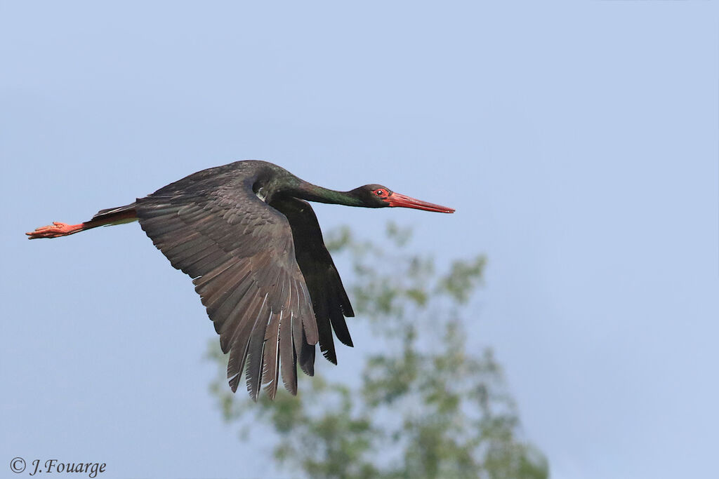 Black Storkadult, Flight