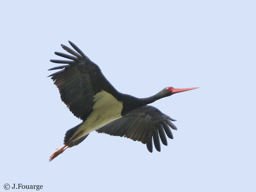 Black Stork