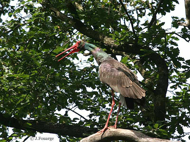 Black Stork