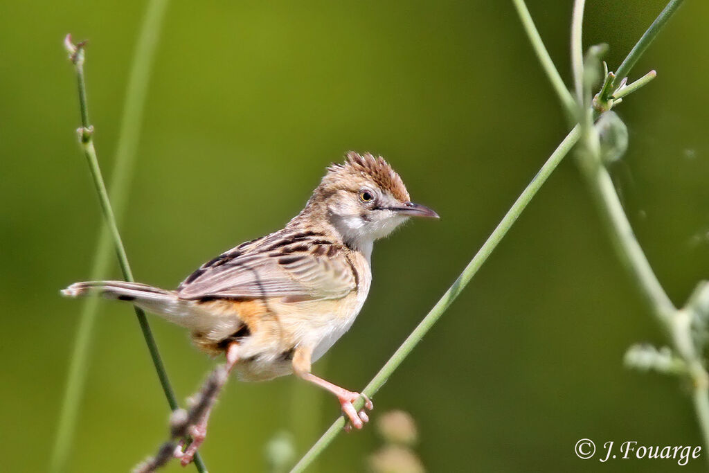 Zitting Cisticola male adult, identification