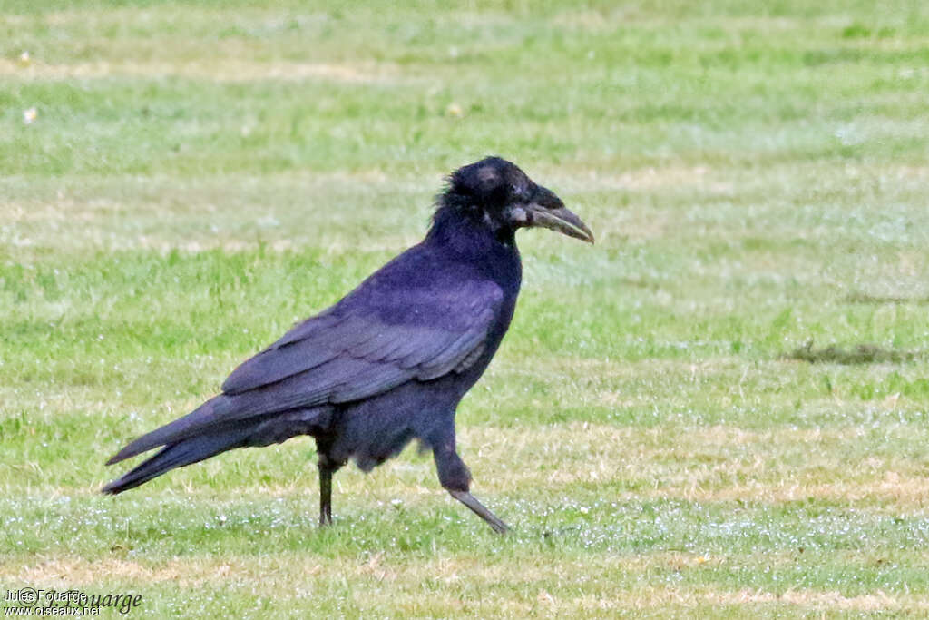 Corbeau freux1ère année, identification, Comportement