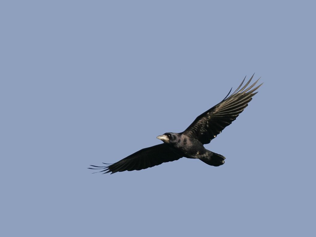 Corbeau freuxadulte