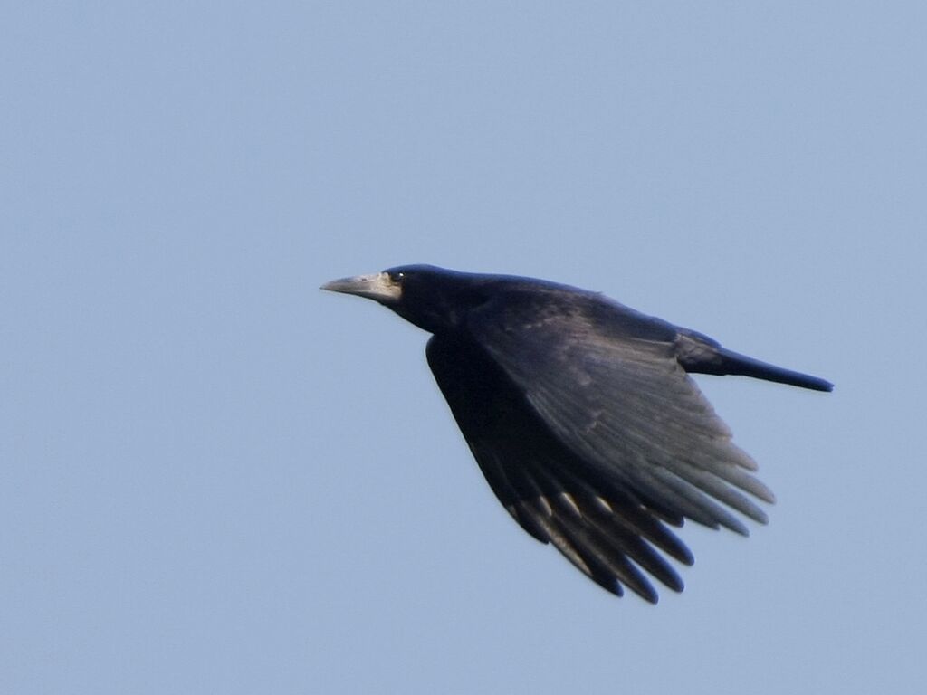 Corbeau freuxadulte