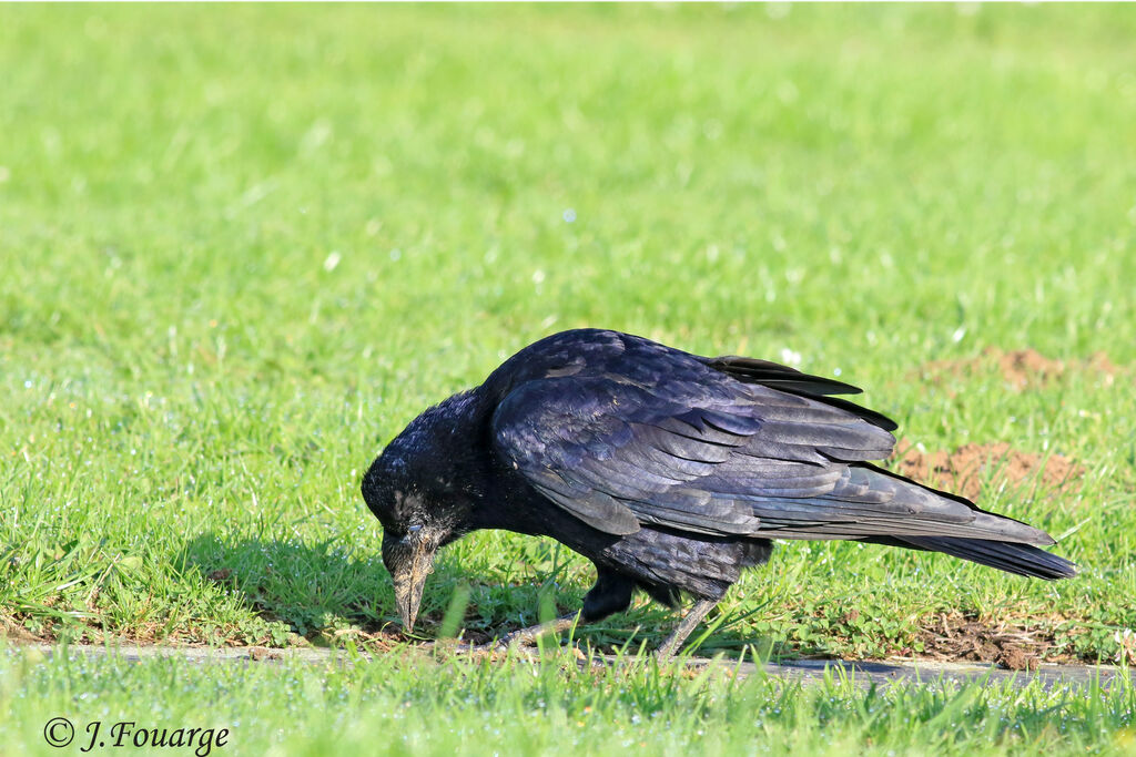 Corbeau freux