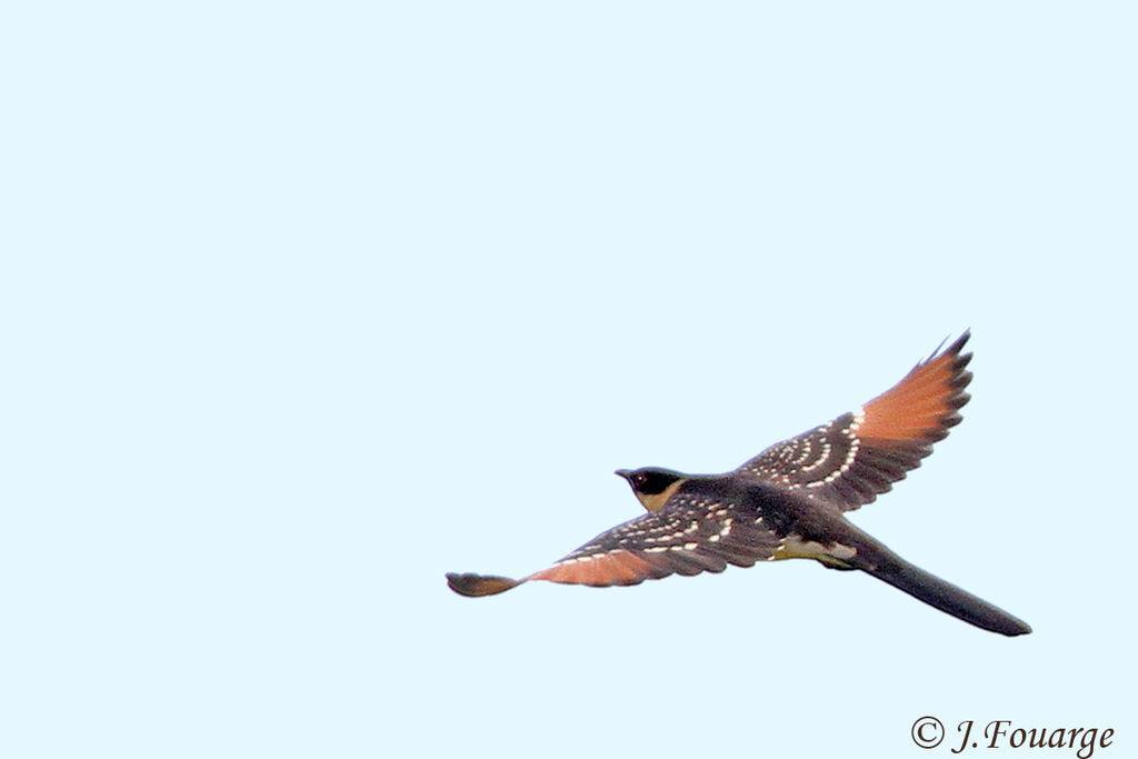 Great Spotted Cuckoojuvenile, Flight