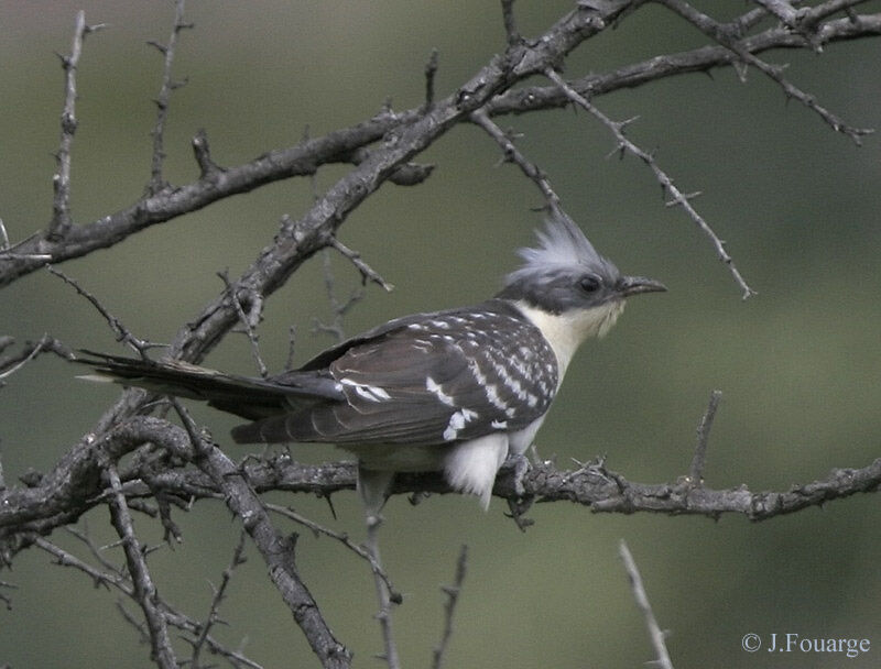 Great Spotted Cuckoo