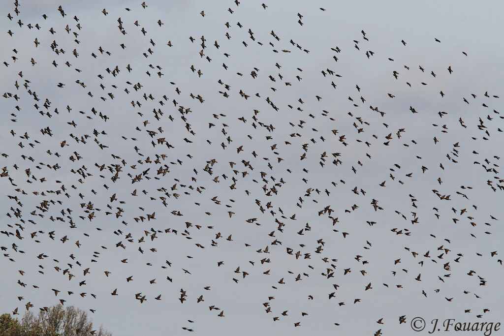 Common Starling, Flight