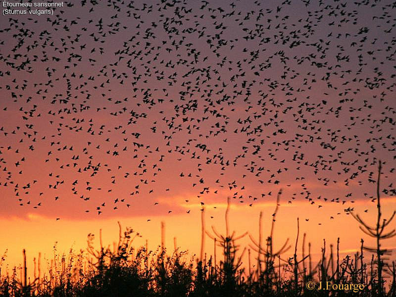 Common Starling