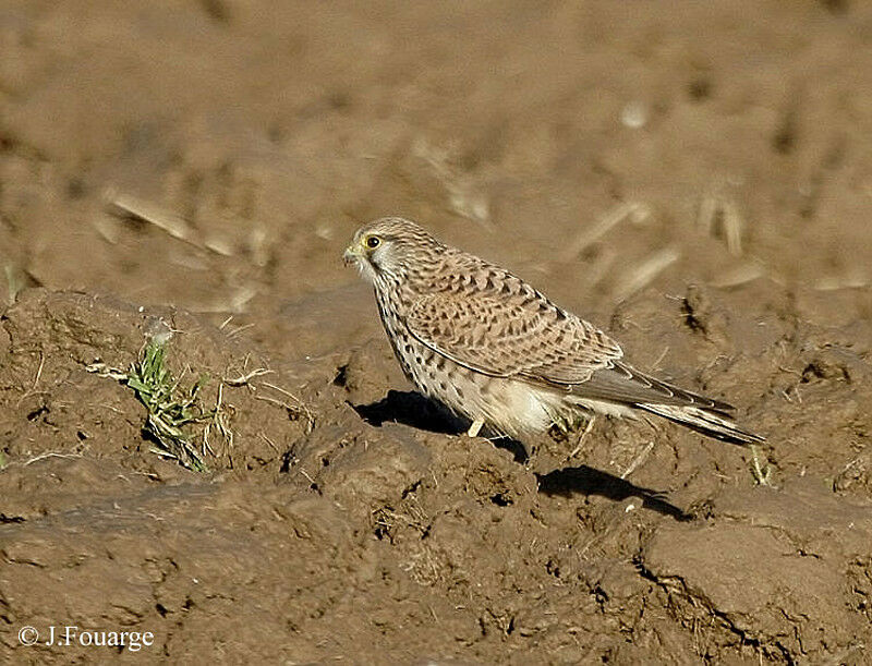 Common Kestrel